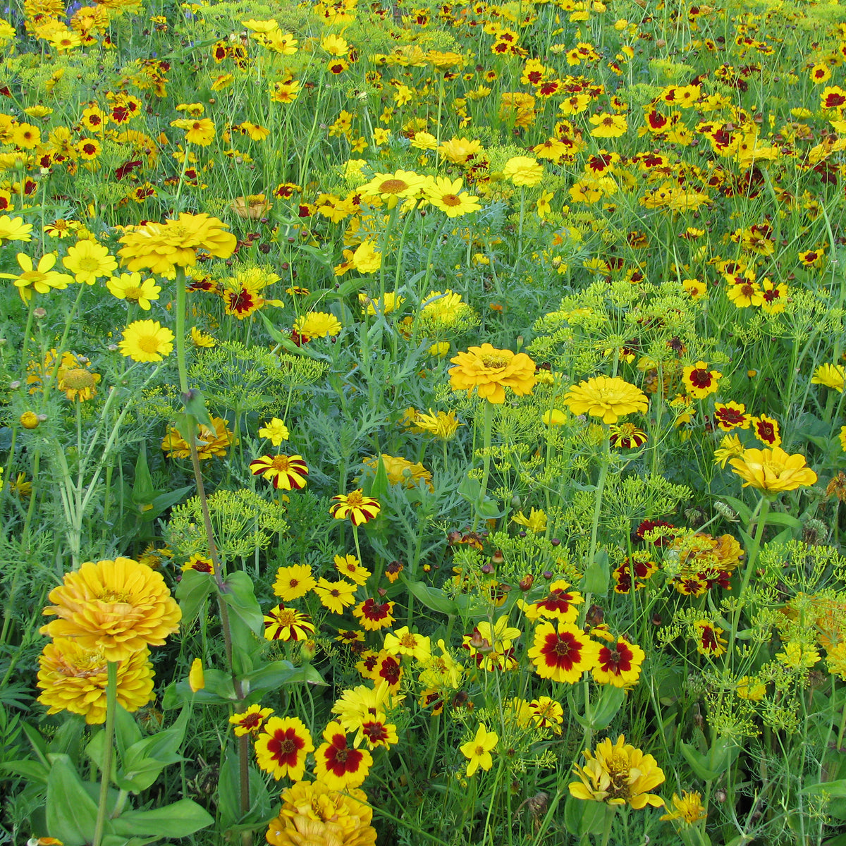 Mélange fleuris doré - Willemse