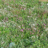 Couvre-sol fleuris - Willemse