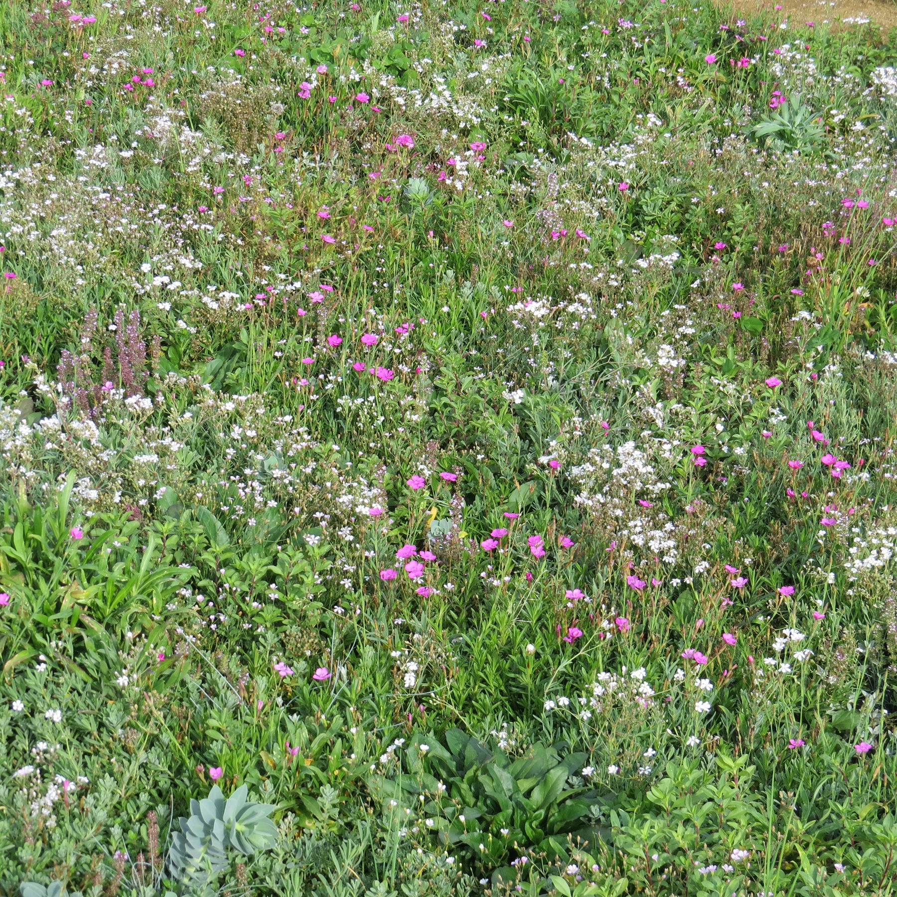 Couvre-sol fleuris - Willemse