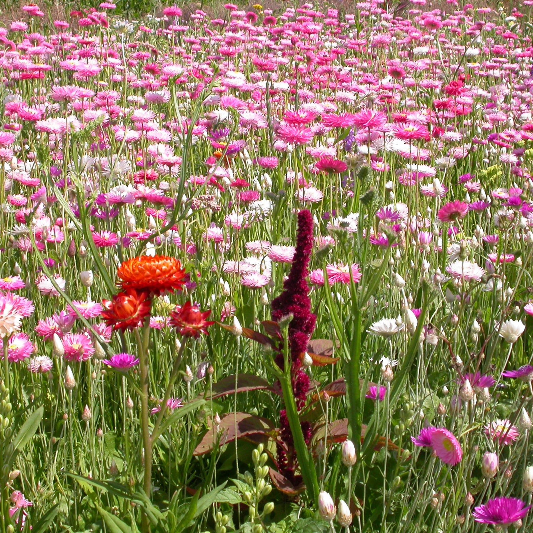 Mélange de fleurs pour bouquet de fleurs séchées - Willemse