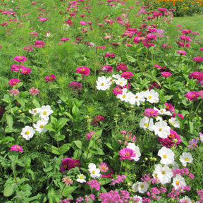 Mélange fleuris élégant - Willemse