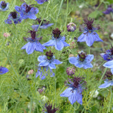 Nigelle d’Espagne 'Midnight' - Willemse