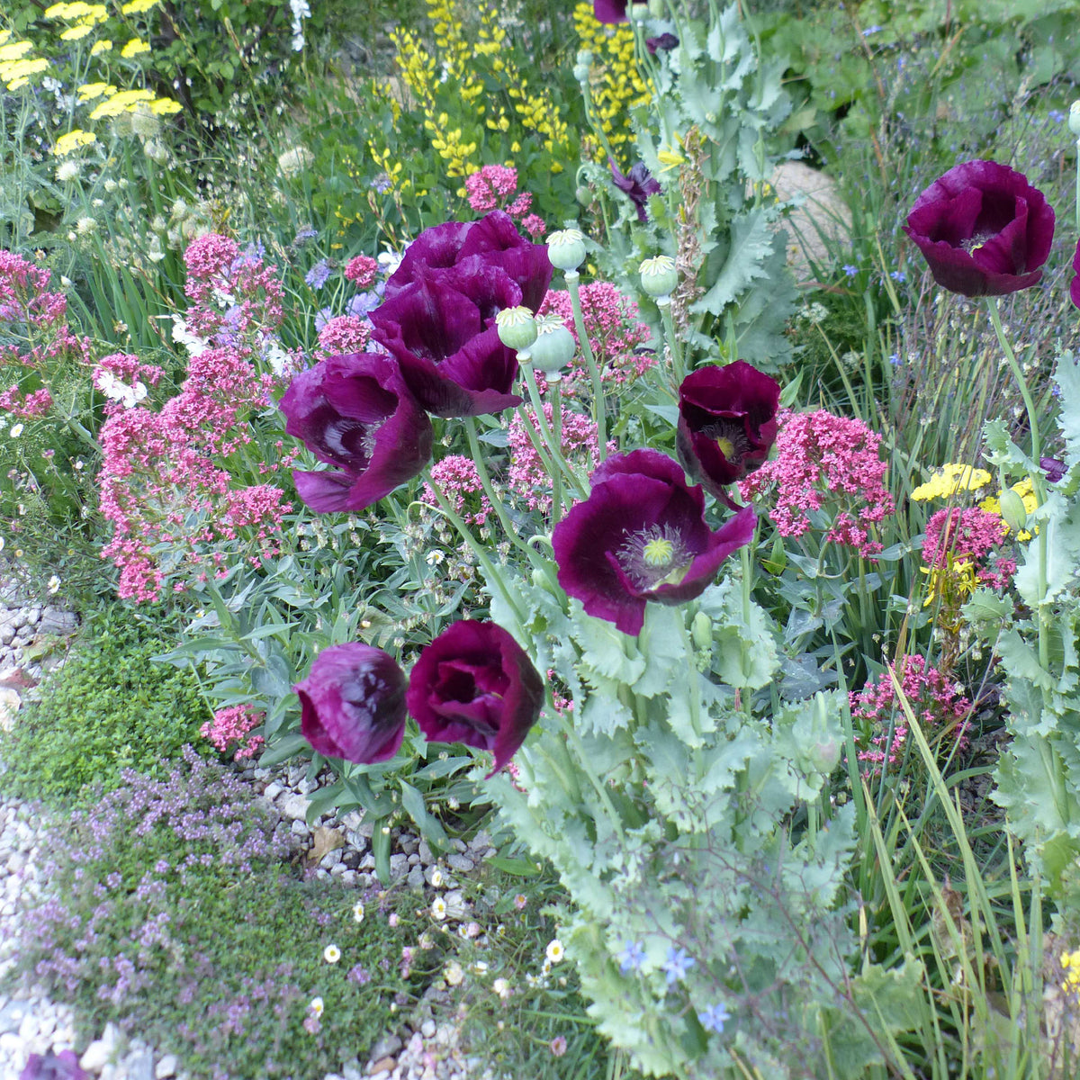 Pavot annuel Lauren's Grape - Willemse