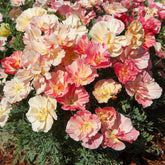 Pavot de Californie Double Appleblossom - Willemse