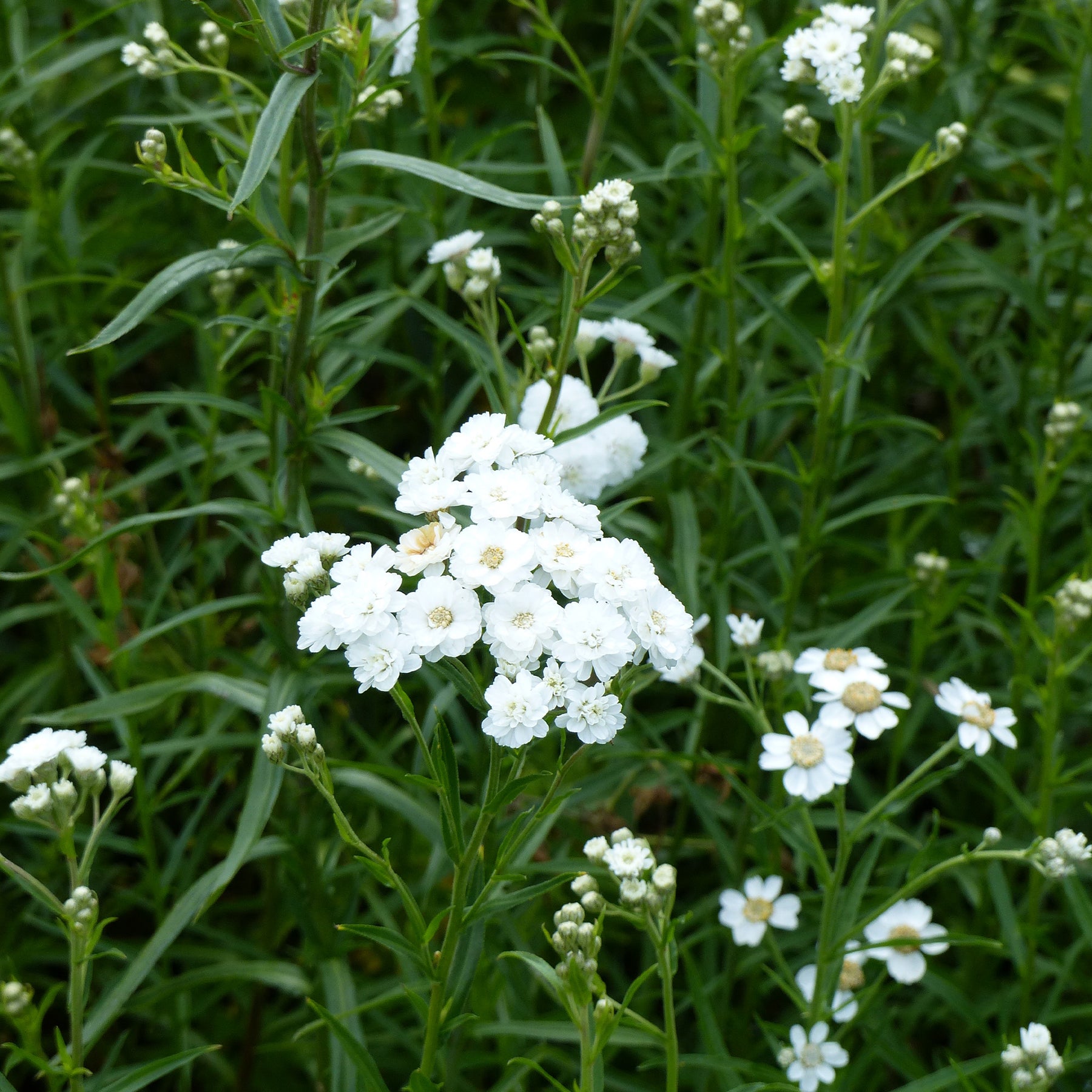 Achillea ptarmica The Pearl - Willemse