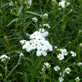 Achillea ptarmica The Pearl - Willemse