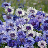 Centaurée barbeau Classic Fantastic - Willemse