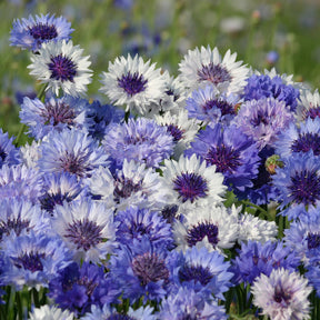 Centaurée barbeau Classic Fantastic - Willemse