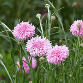 Centaurée barbeau Pinkie - Willemse