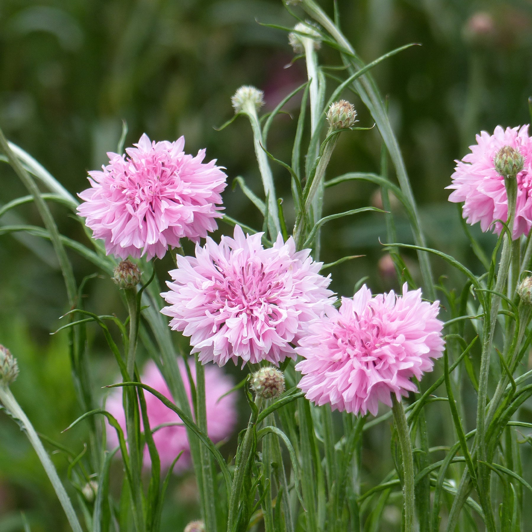 Centaurée barbeau Pinkie - Willemse