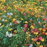 Fleurs pour limiter les doryphores - Willemse