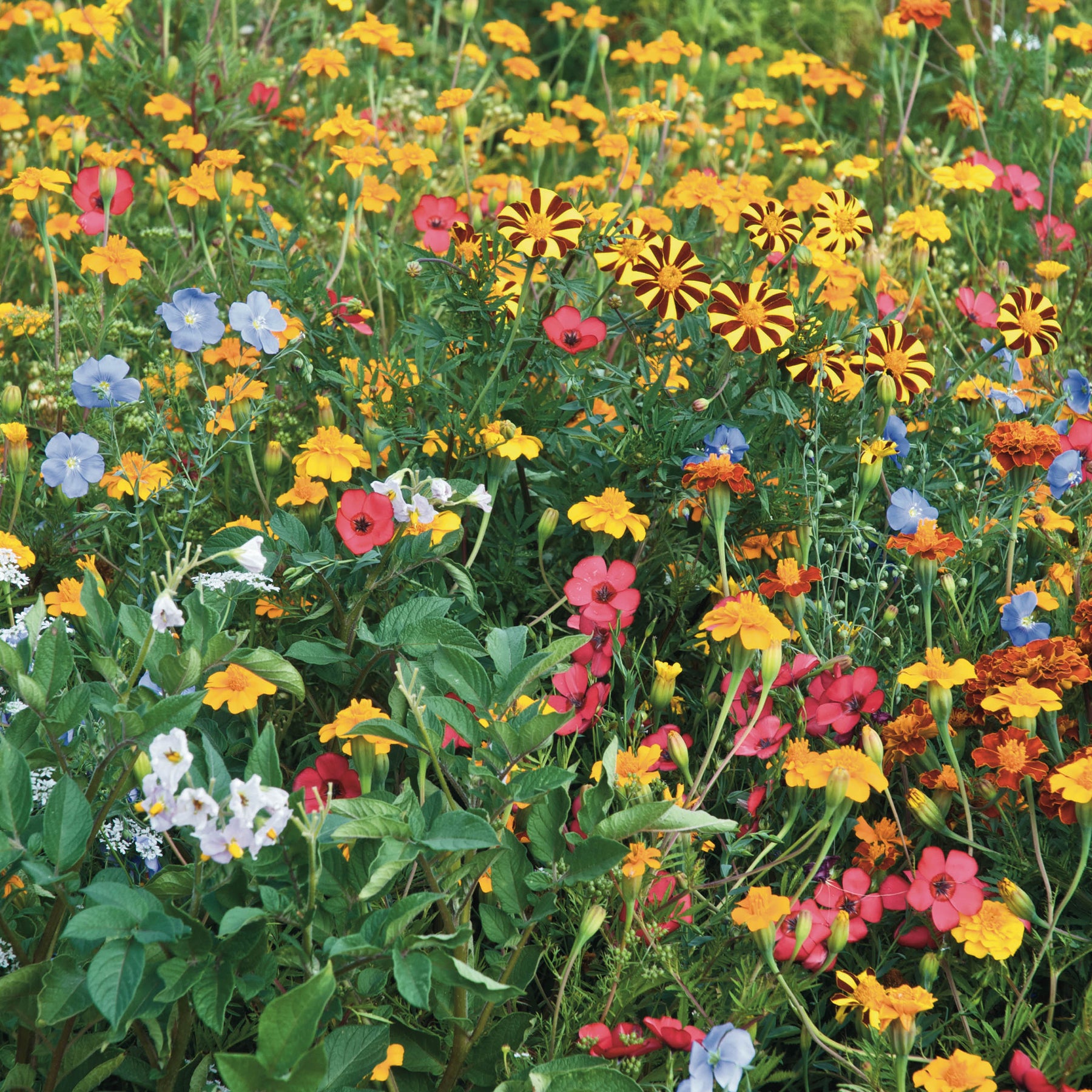 Fleurs pour limiter les doryphores - Willemse