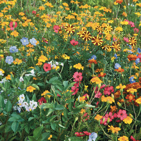 Fleurs pour limiter les doryphores - Willemse