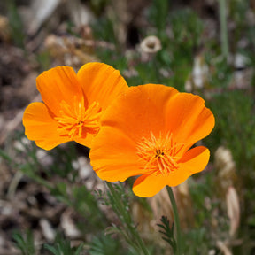 Pavot de californie  'Aurantiaca' - Willemse