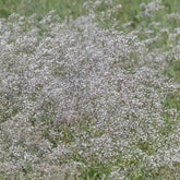 Gypsophile paniculée oeillet d'amour - Willemse