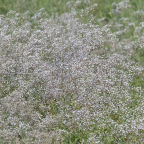 Gypsophile paniculée oeillet d'amour - Willemse