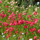 Lin annuel rouge - Willemse