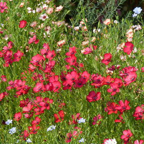 Lin annuel rouge - Willemse