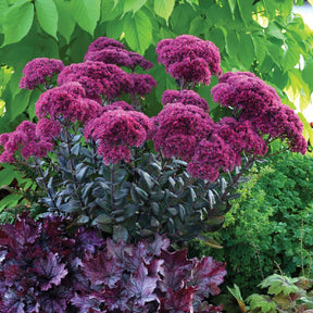 Sedum Thunderhead - Willemse