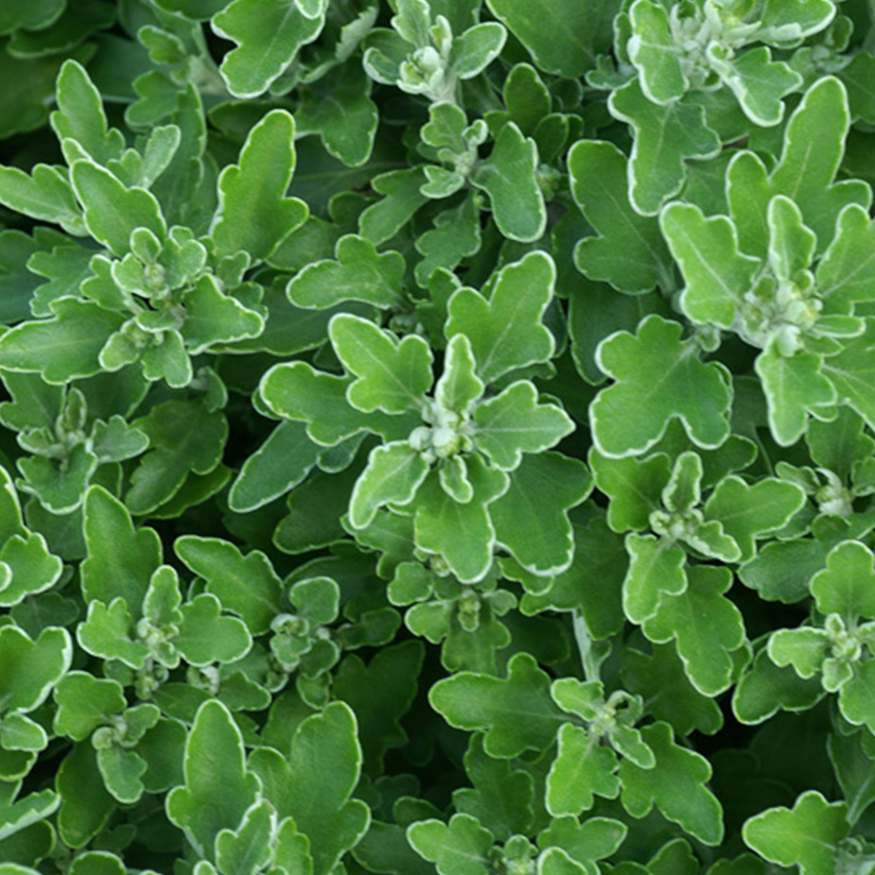 Ajania bellania Bengo Rosa - Chrysanthème du Pacifique Bengo Rosa - Ajania