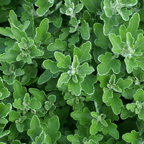 Ajania bellania Bengo Rosa - Chrysanthème du Pacifique Bengo Rosa - Ajania