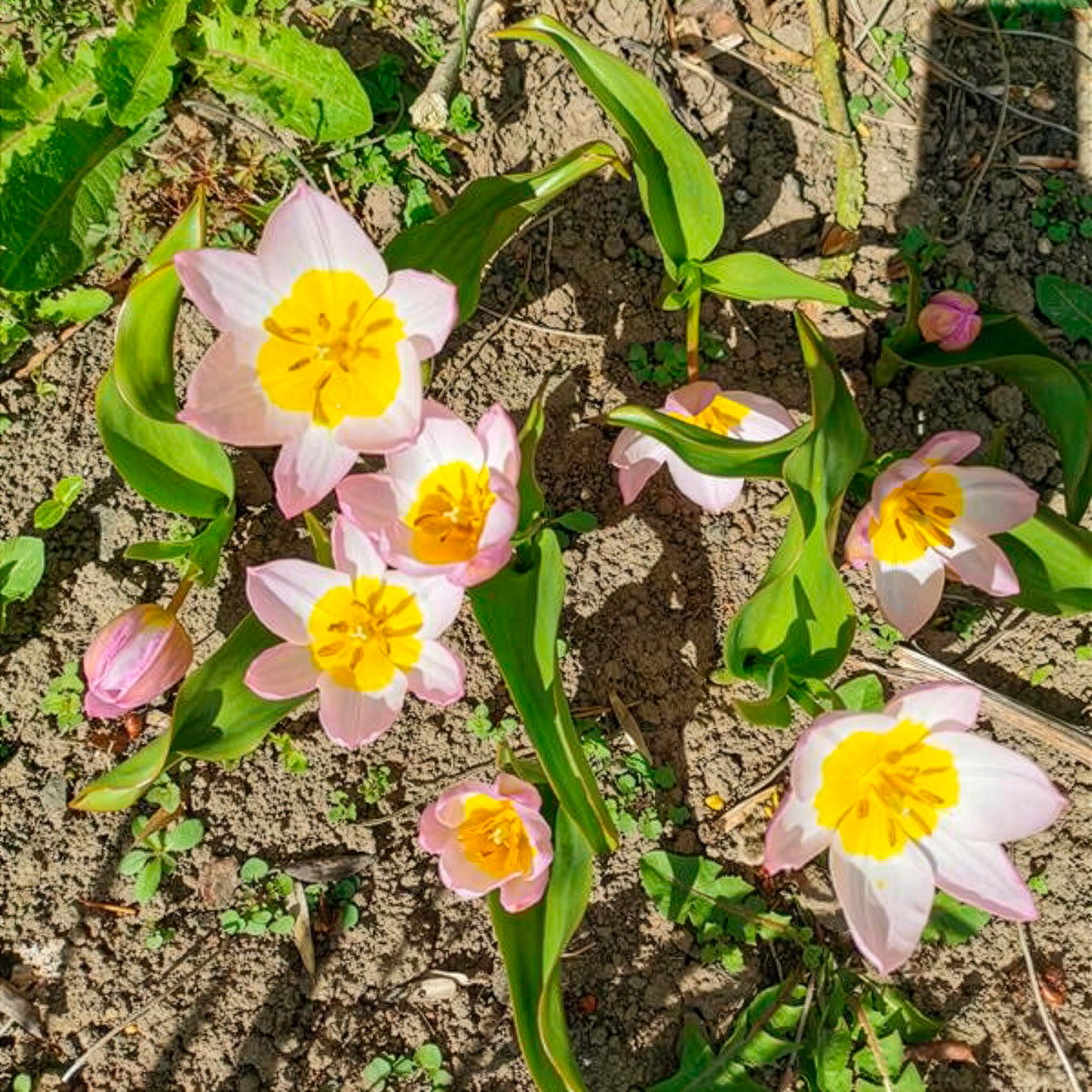 10 Tulipes botaniques Lilac Wonder - Tulipa Lilac Wonder - Willemse