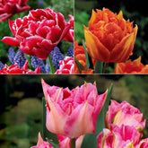 Collection de 25 Tulipes doubles Murillo - Willemse