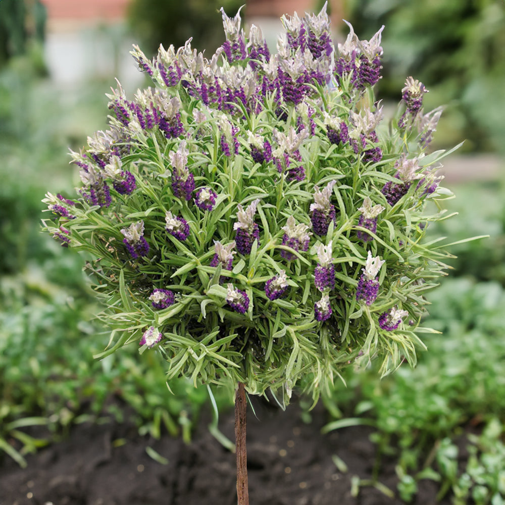 Graines De Lavande Papillon (Lavandula Stoechas) - Environ 100 Graines Par Sachet - Plante Riche En Huile Essentielle