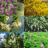 Collection Haie fleuries et parfumées - 12 arbustes - Willemse