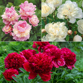 Mélange de 3 pivoines : Immaculée, Sorbet, Red Charm - Willemse