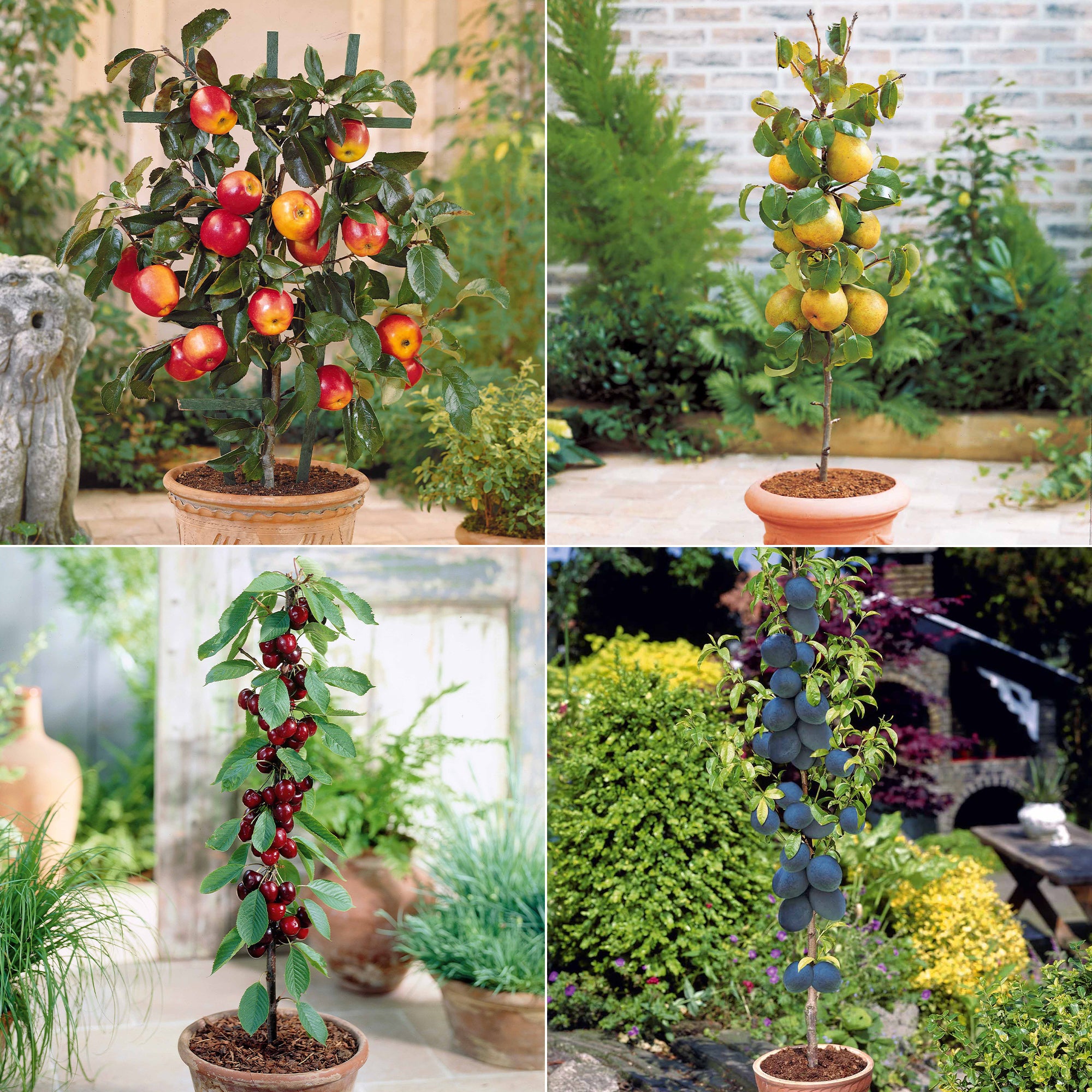 Collection de 4 mini-fruitiers d'été - Pyrus communis, Prunus salicina ...