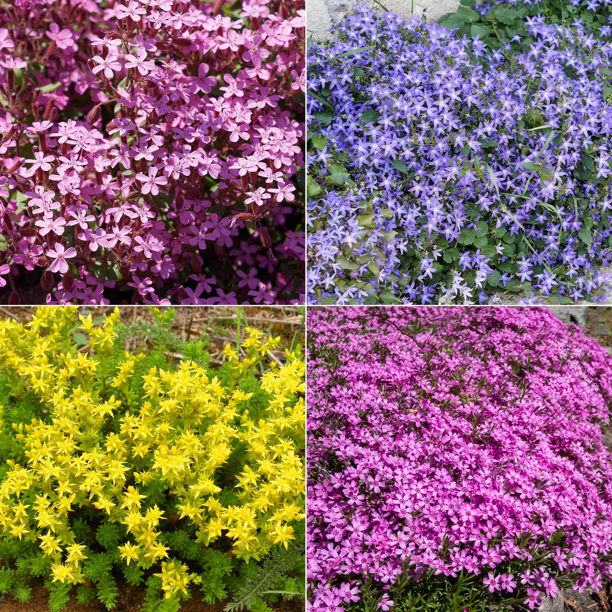 Fleur Rampante Collection de 15 plantes vivaces rampantes - 2 m² - Saponaria ocymoides ...