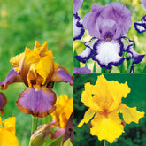 Collection de 6 Iris de jardin : Lasso, Bordure, Sangreal - Willemse