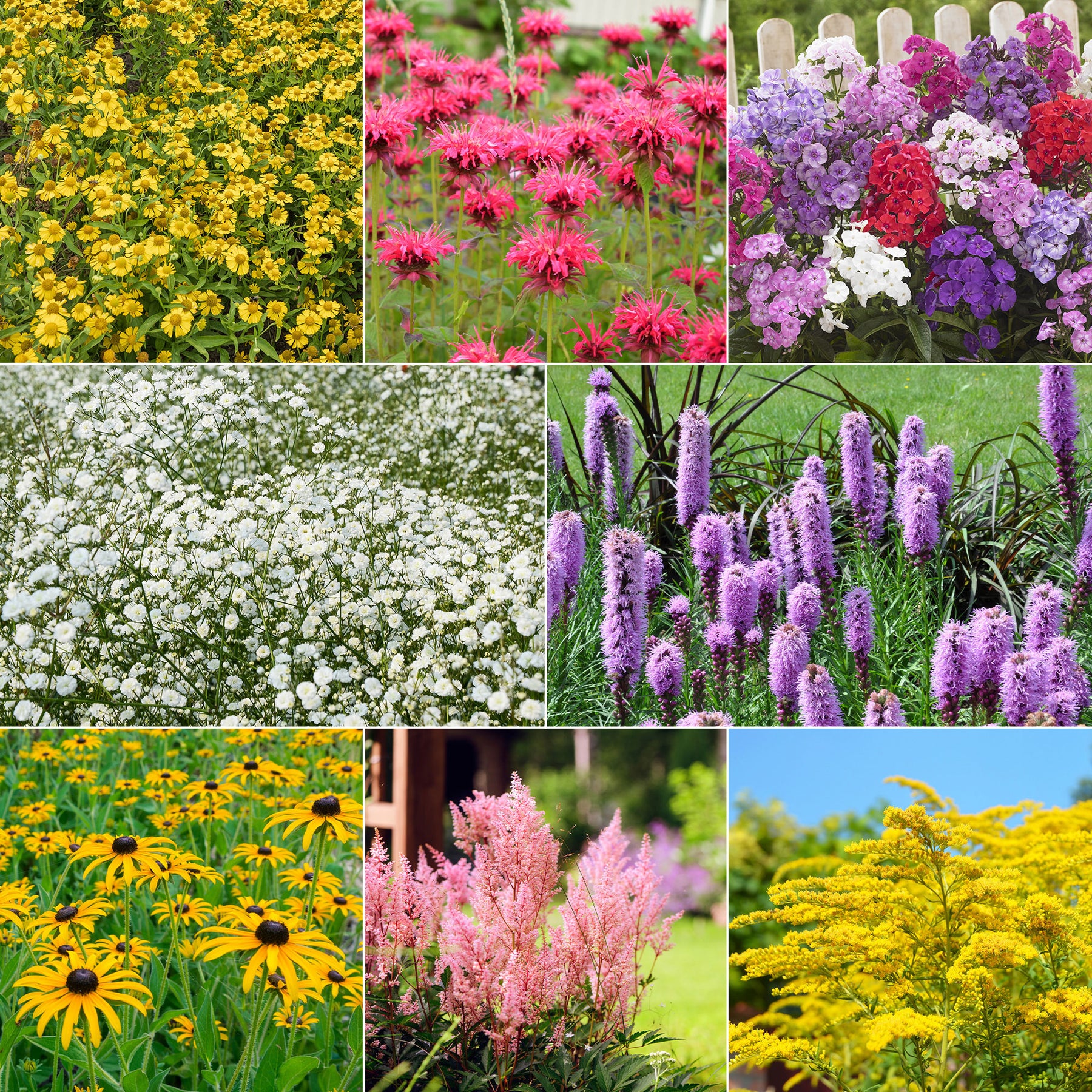 Collection de 15 plantes vivaces  - 2 m² - Willemse