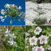 Collection de plantes vivaces à fleurs blanches