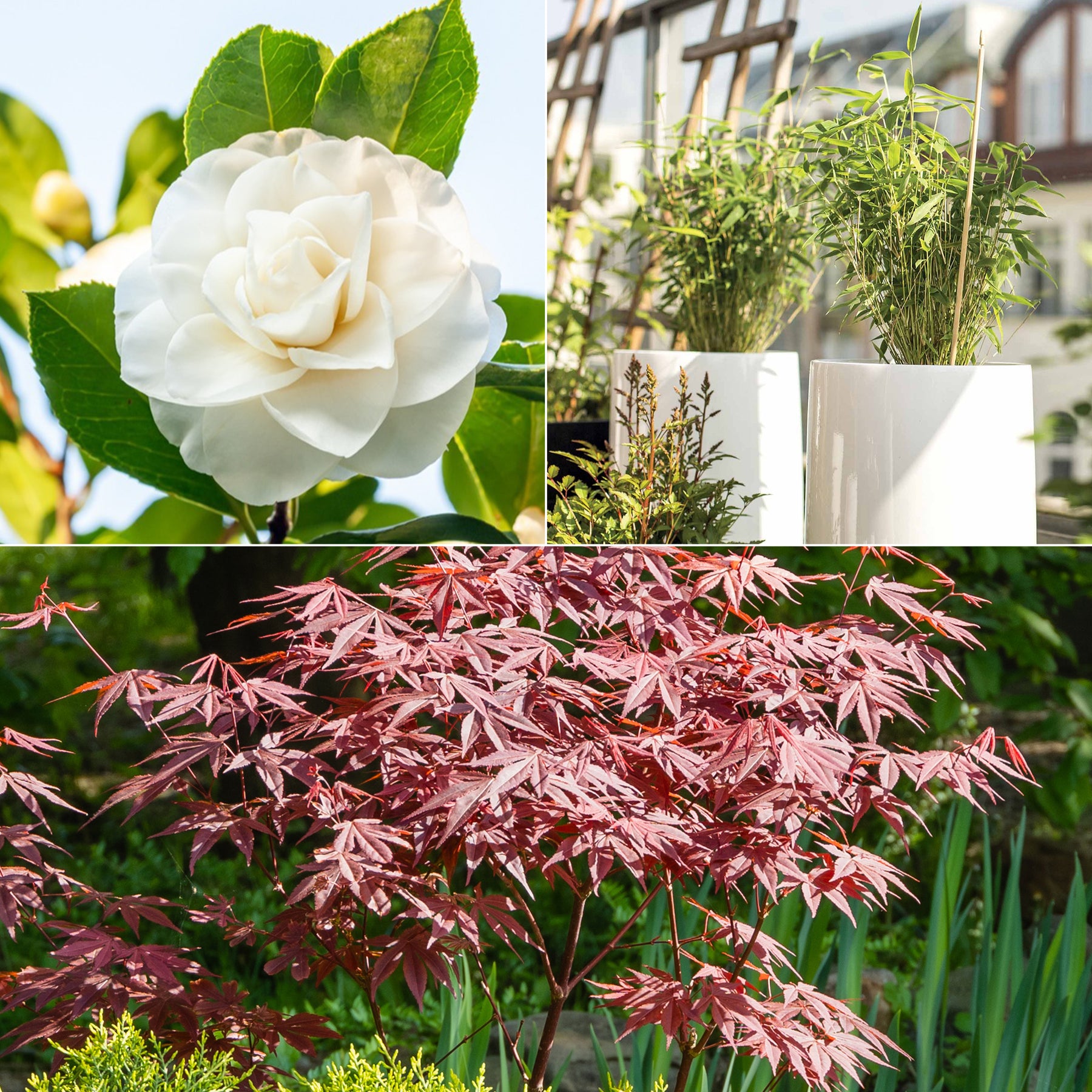 Collection de 3 arbustes pour terrasse et jardin japonais