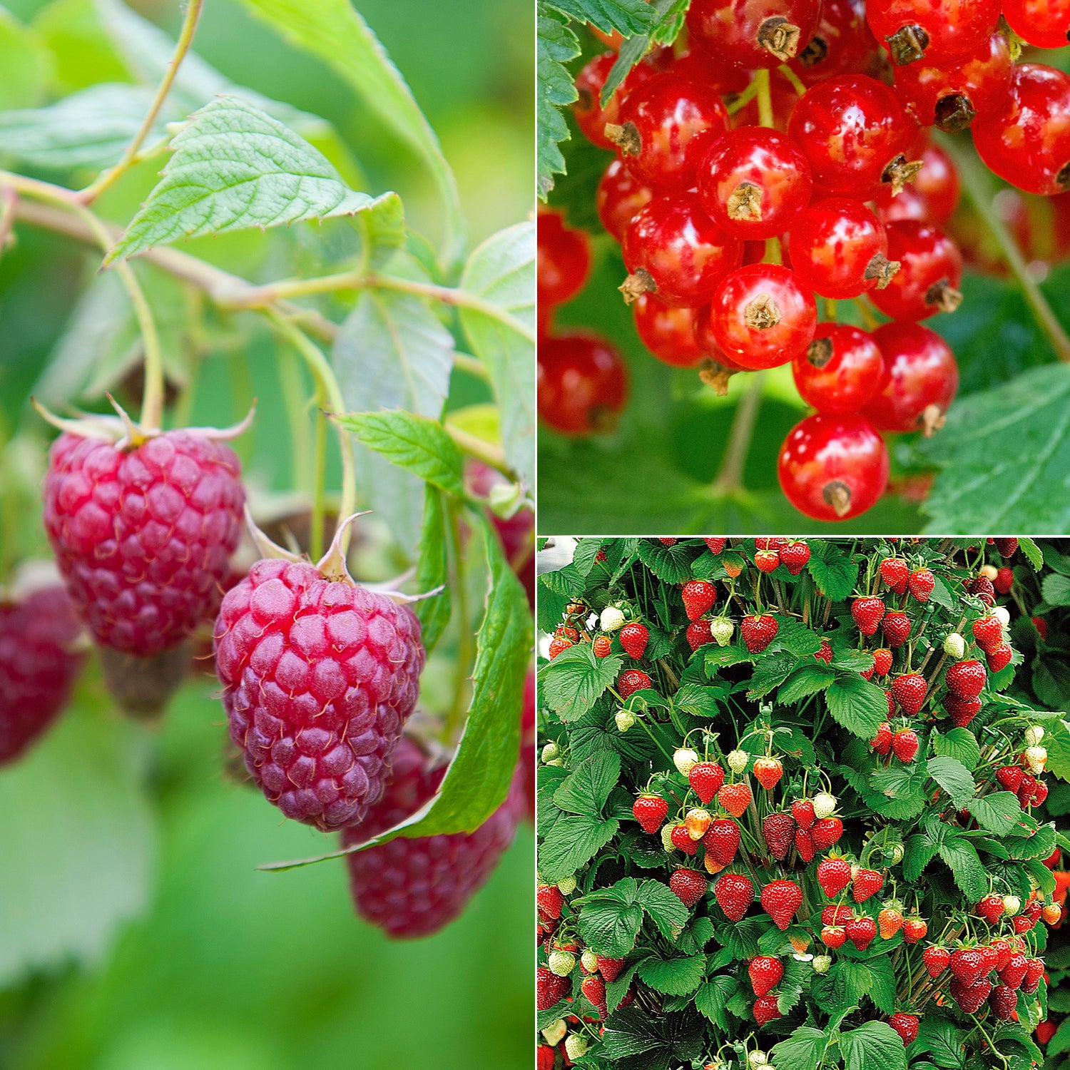 Collection de 9 Fruitiers à fruits rouges - Rubus idaeus 'sumo 2 ...