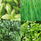 Collection d'aromatiques Bio - Willemse