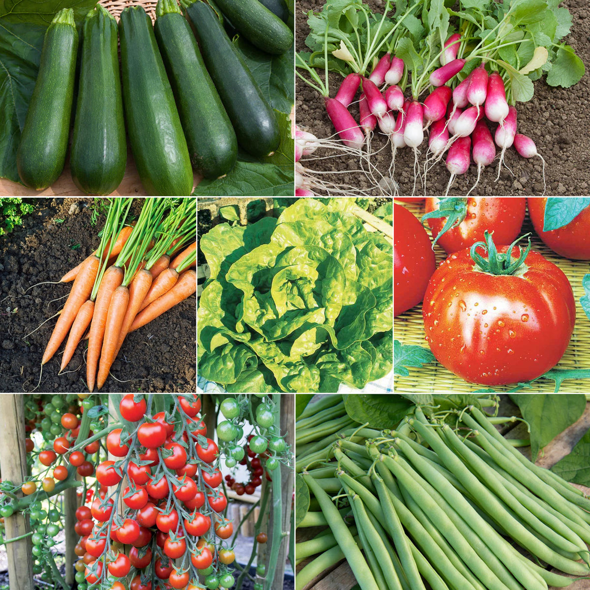 Catalogue Graines et plantes tropicales - Boutique Végétale
