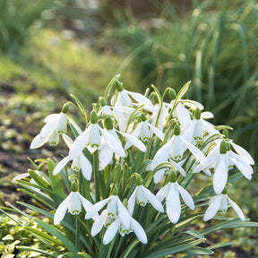 Vente 70 Bulbes de fleurs Butterfly Food en mélange - Eranthis, Galanthus, Leucojum, Muscari, Fritillaria, Tulipa, Allium