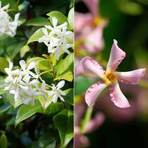 Collection de 2 Jasmin étoilé rose et blanc - Willemse
