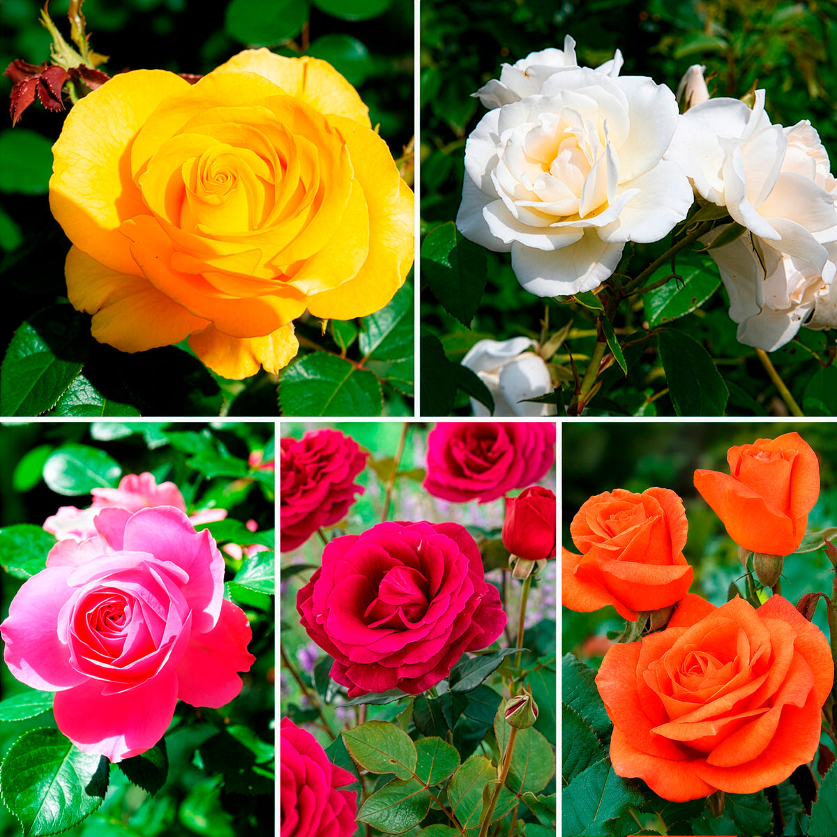 Collection de 5 Rosiers pour bouquets