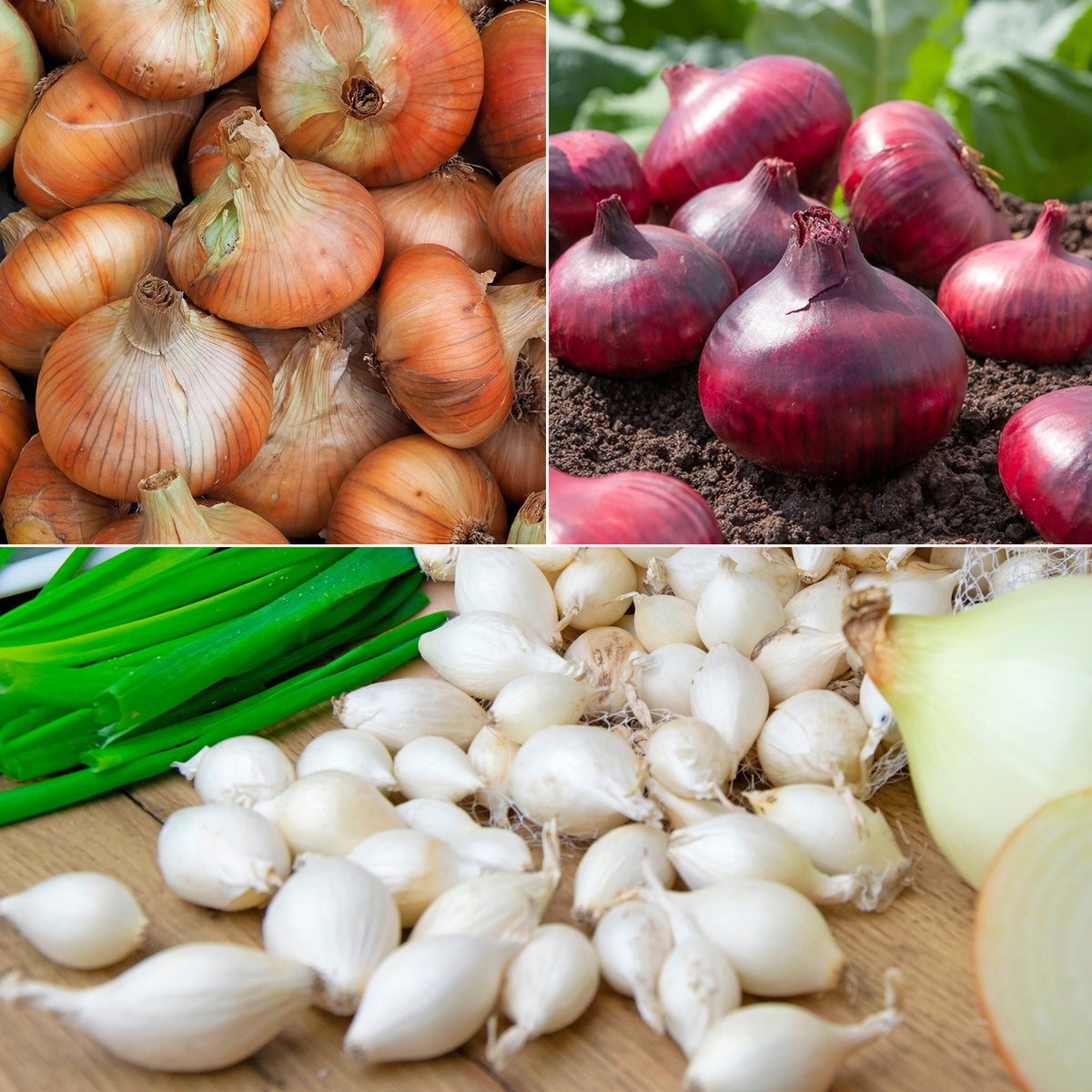 Collection de 3 Oignons: Snowball, Stuttgart, Brunswick - Willemse