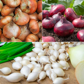 Collection de 3 Oignons: Snowball, Stuttgart, Brunswick - Willemse