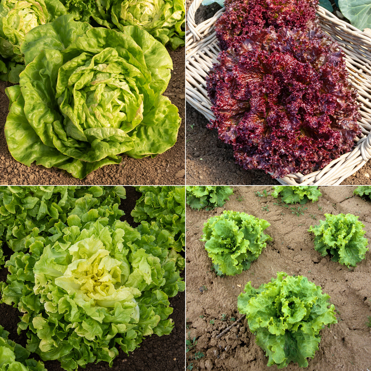 Graines De Cresson Vivace De Jardin - Germisem | Goût Acidulé Et Poivré, Pour Salades Et Potages, Facile à Cultiver