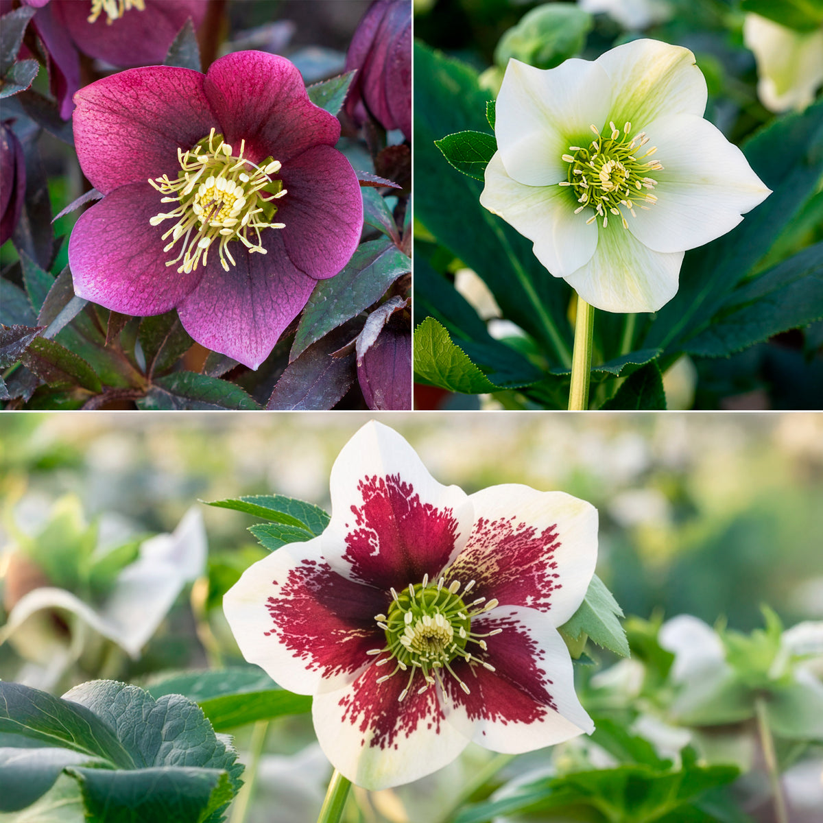 3 Hellébores d'Orient en mélange - Willemse