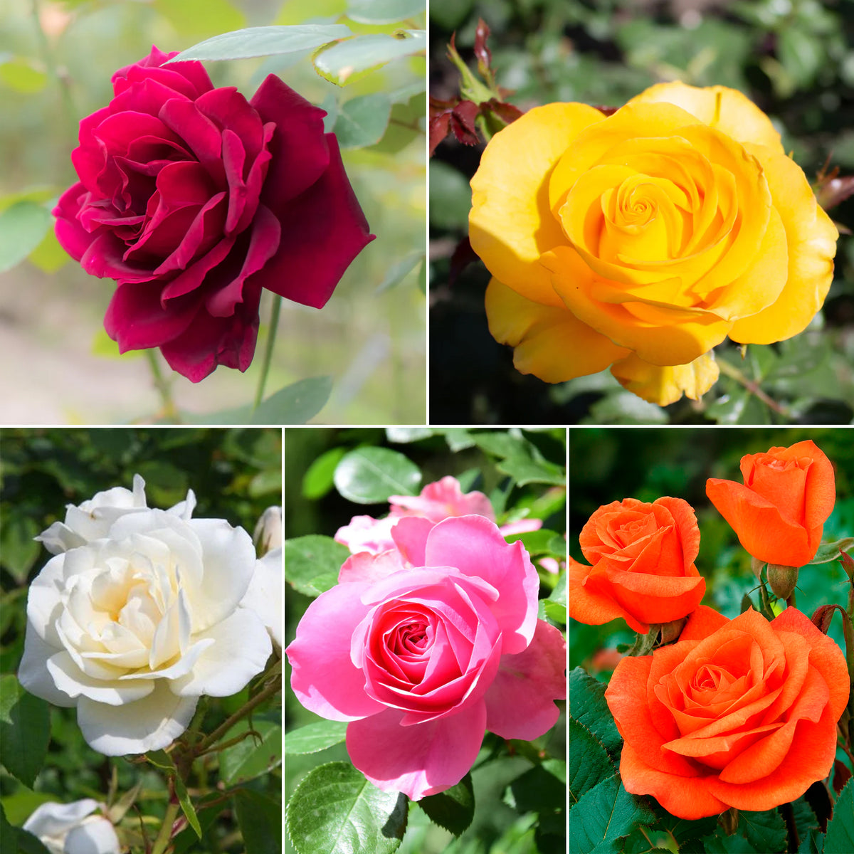 Collection de 5 Rosiers pour bouquets - Willemse