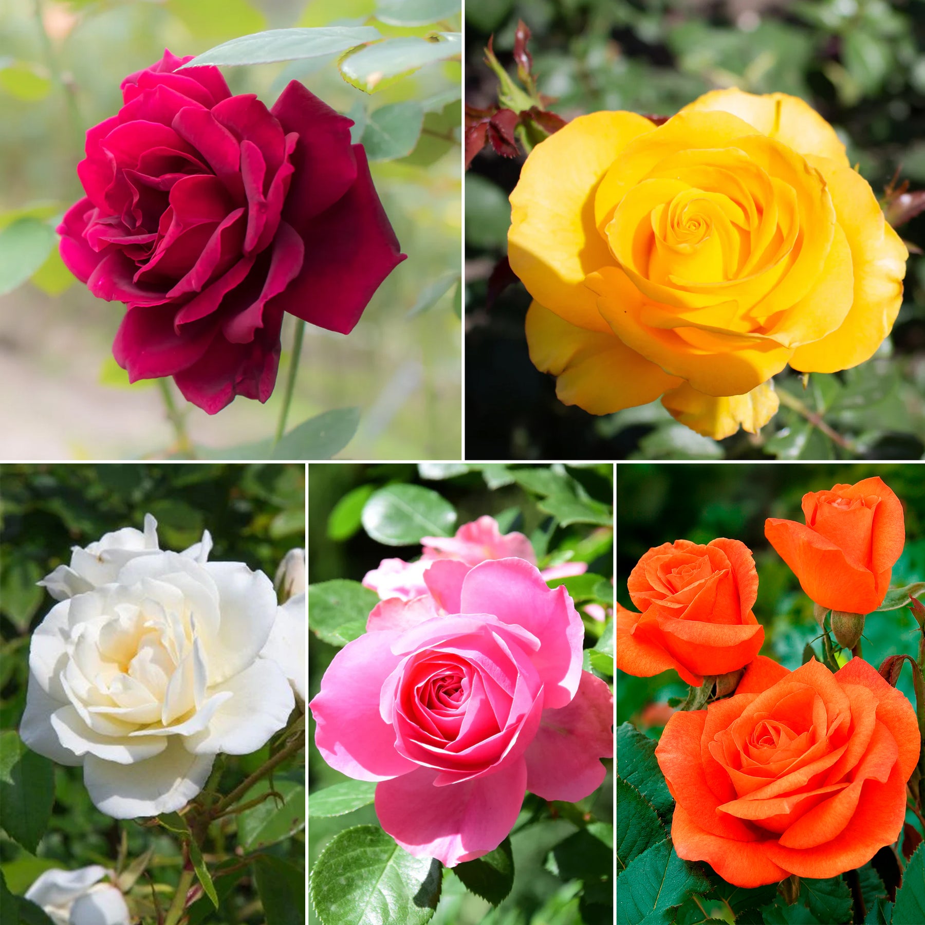 Collection de 5 Rosiers pour bouquets - Willemse