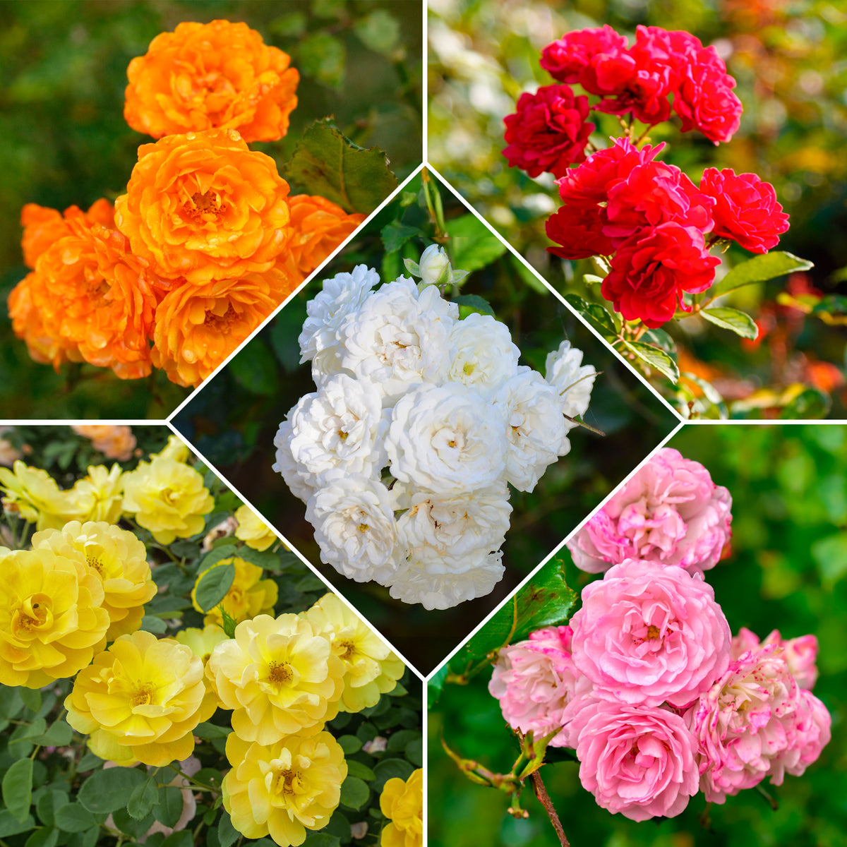 10 Rosiers polyantha pour massif en mélange - Willemse