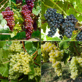 Collection de 4 vignes - Willemse